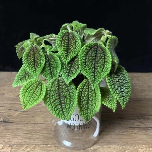 邹叶冰水花室内阳台桌面好养