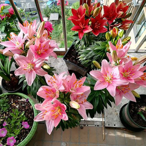 的香水百合价格 的香水百合图片 星期三