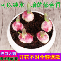 郁金香种球重瓣室内植物郁金香5度大球水培土培花苗种子花卉盆栽