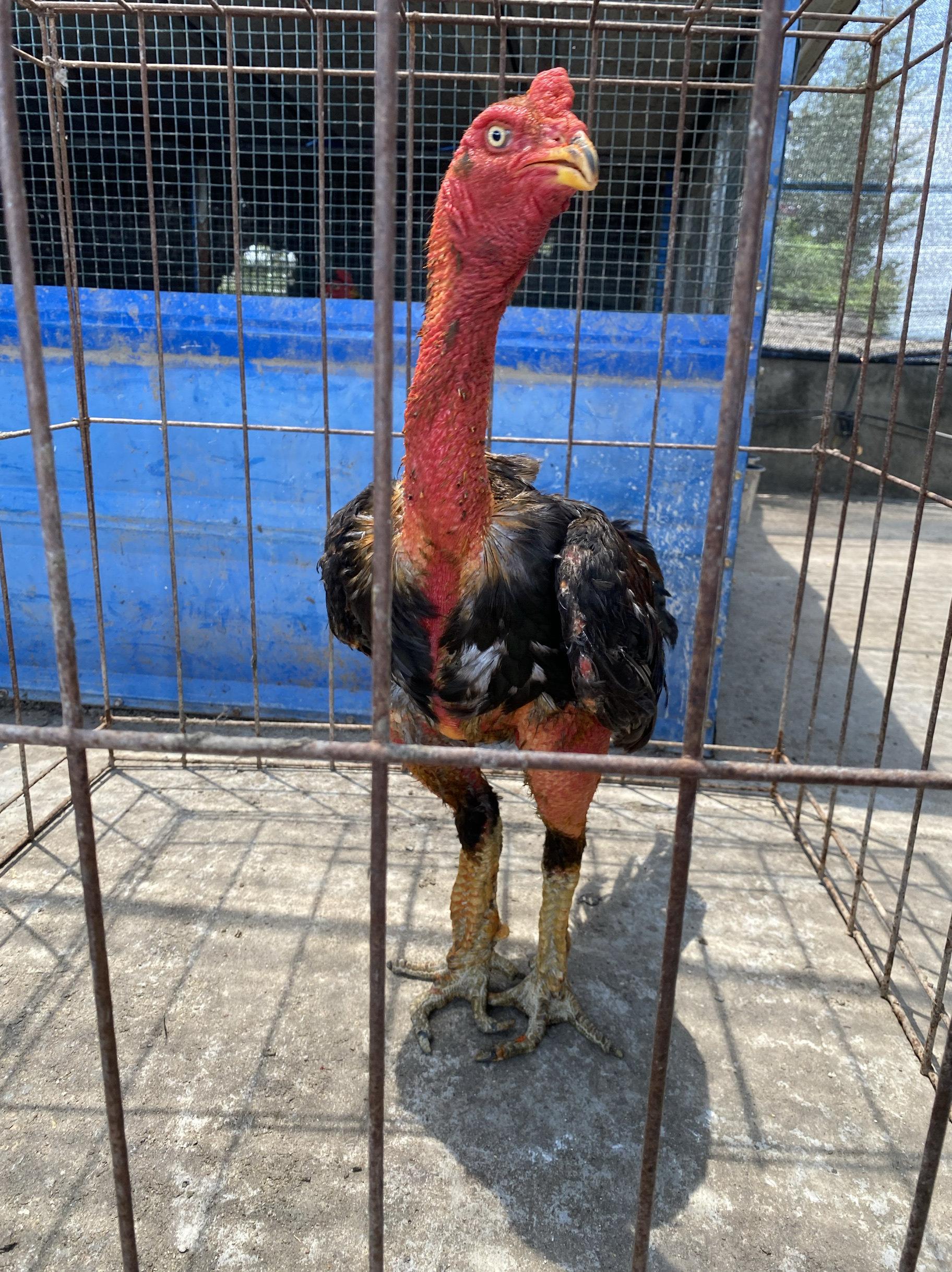 万元越南斗鸡种公王者级精品