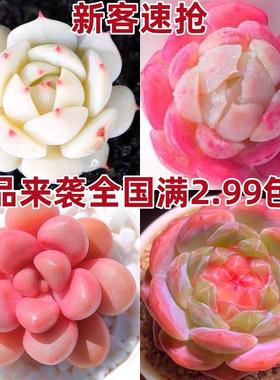 多肉植物自选套餐系列阳台豪华新手组合搭配花卉盆栽绿植大颗好养