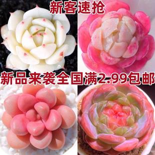 多肉植物自选套餐系列阳台豪华新手组合搭配花卉盆栽绿植大颗好养