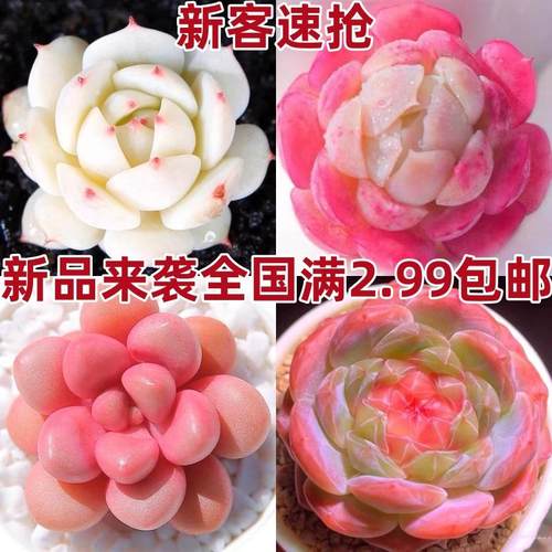 好养阳台美观提神趣味多肉植物