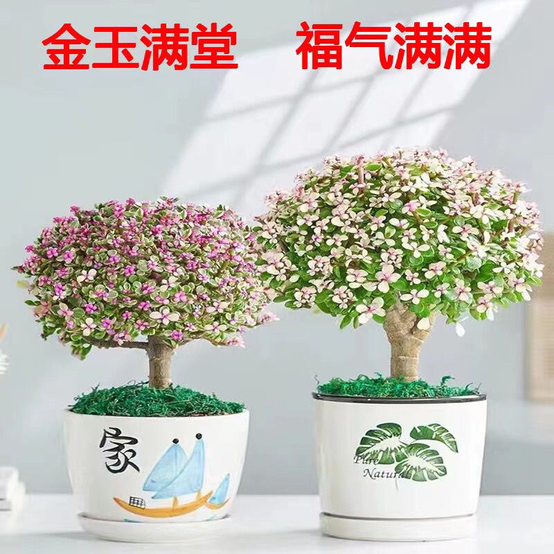 金枝玉叶多肉盆栽雅乐之舞水培懒人植物办公室绿植基地直发包邮图片