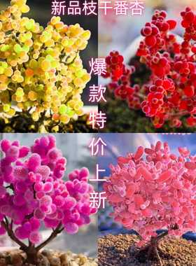 金桔糖球枝干番杏糖果冰晶钻石好养多肉植物组合客厅阳台花卉盆栽