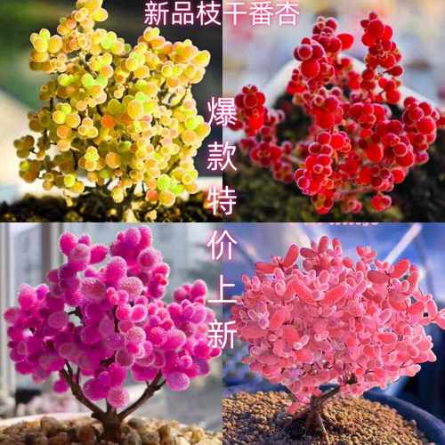 多肉植物阳台简单美观枝干番杏