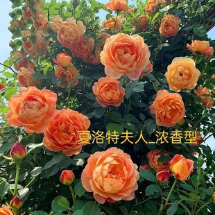 花苗特大花庭院植物室内盆栽玫瑰爬藤蔷薇花卉 夏洛特夫人藤本月季