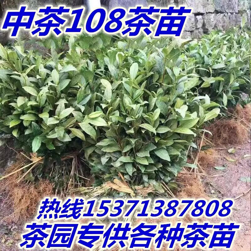 茶叶苗龙井43号茶苗乌牛早安吉白茶绿茶白茶特早白黄金芽绿茶