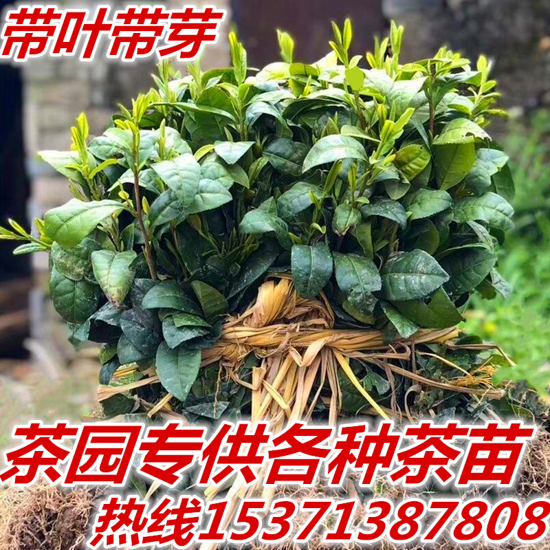 茶叶苗安吉白茶黄金芽茶苗普洱茶龙井碧螺春南方种植四季绿茶树苗