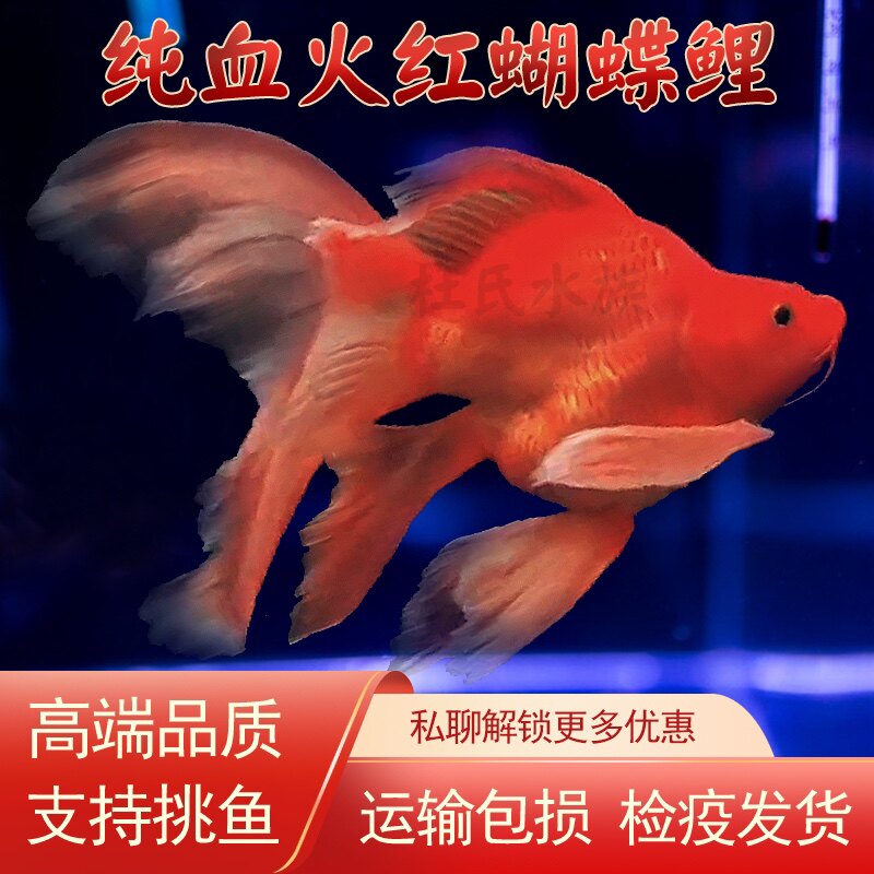 台湾火红蝴蝶鲤狮子头淡冷水观赏鱼短身长尾锦鲤石膏白活体的金鱼