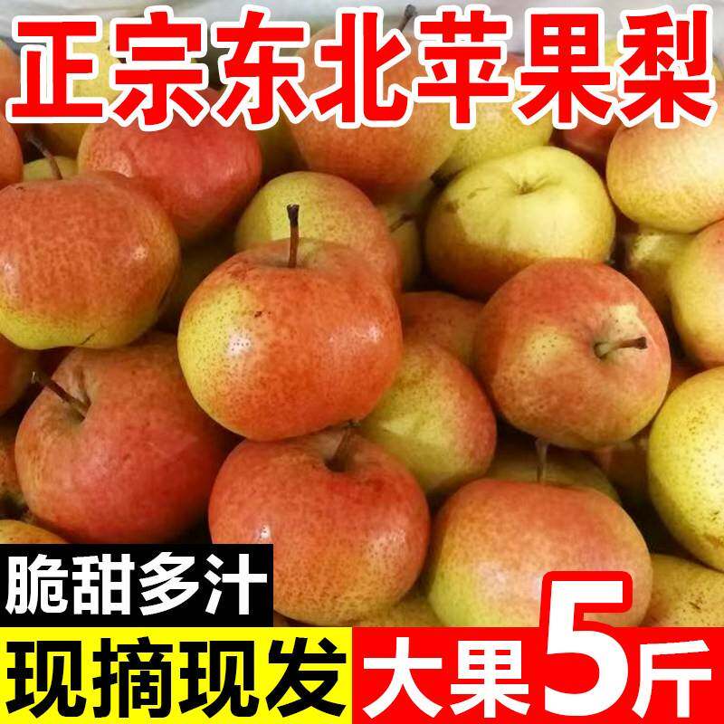 辽宁苹果梨 新鲜采摘梨子 果大饱满 肉质脆嫩 可囤放生鲜水果