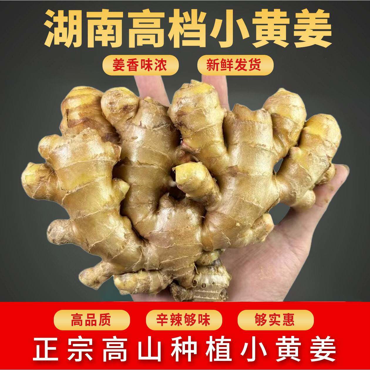 农家小黄姜带土发货保留本味姜香足腌制烹煮多用鲜姜
