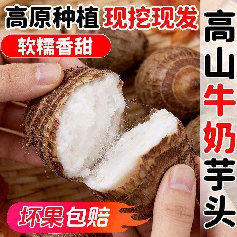 云南牛奶芋艿高原红土地种植新鲜现挖软糯丝滑自带奶香生鲜芋头
