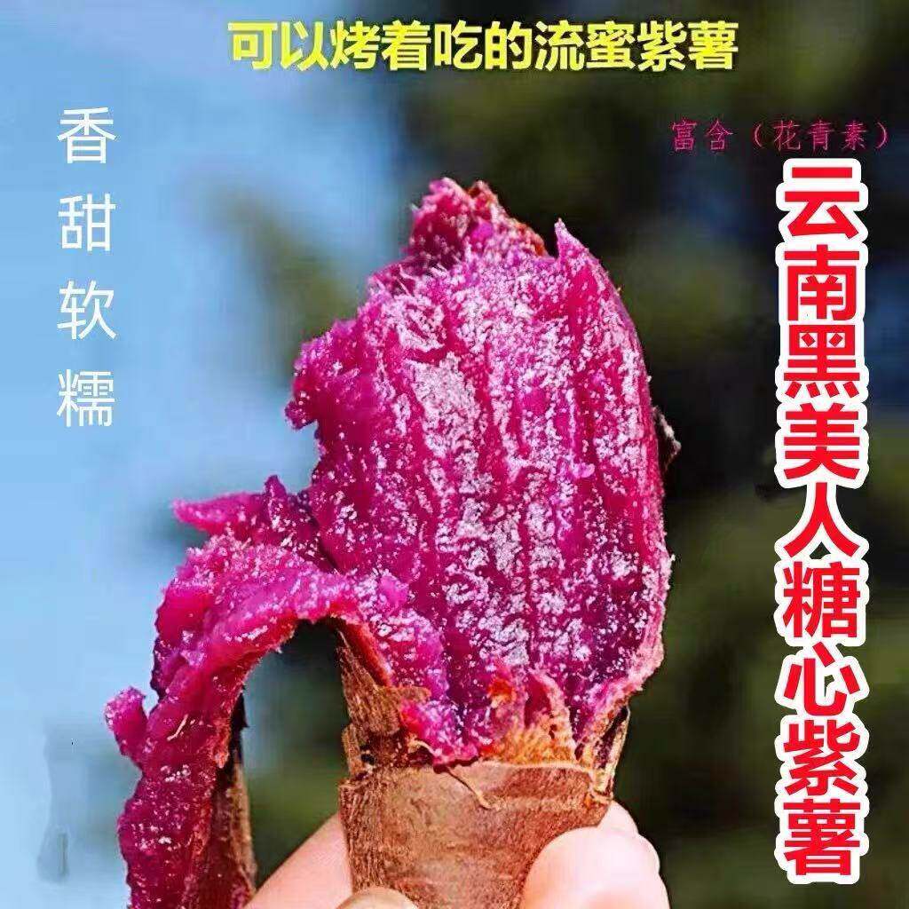 紫罗兰紫薯新鲜现挖沙地栽培皮薄肉厚营养粗粮紫心地瓜