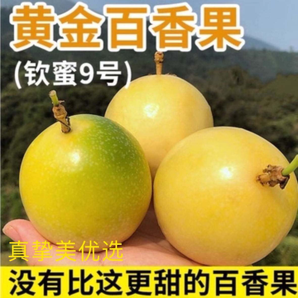 农家自种百香果自然挂果成熟汁水丰富收到放皱口感更佳
