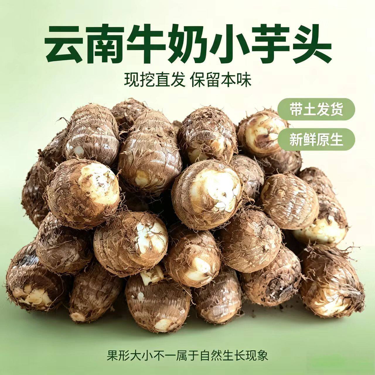 田园牛奶小芋头新鲜现挖肉质软糯香甜可做宝宝辅食