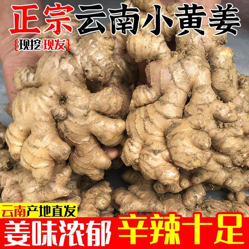 农家小黄姜当季采收整块完整姜味厚重家用烹饪鲜生姜