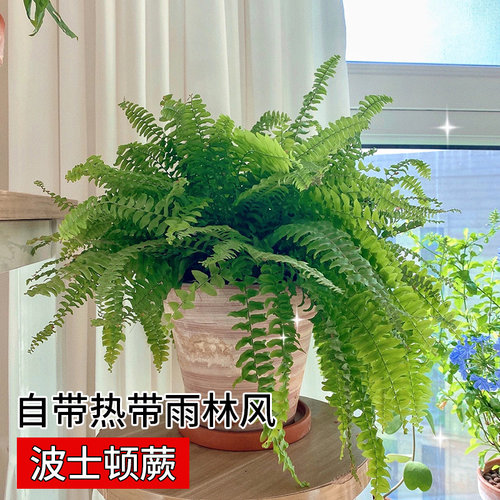 蕨类植物盆栽销量排行榜 蕨类植物盆栽品牌热度排名 小麦优选 蕨类植物盆栽销量排行榜 蕨类植物盆栽品牌热度排名 小麦优选