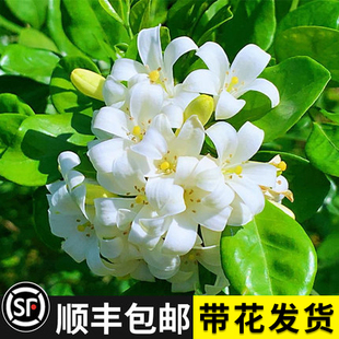 七里香千里眼樹(shù)苗室內(nèi)好養(yǎng)花卉驅(qū)蚊植物 九里香盆栽帶花苞老樁四季