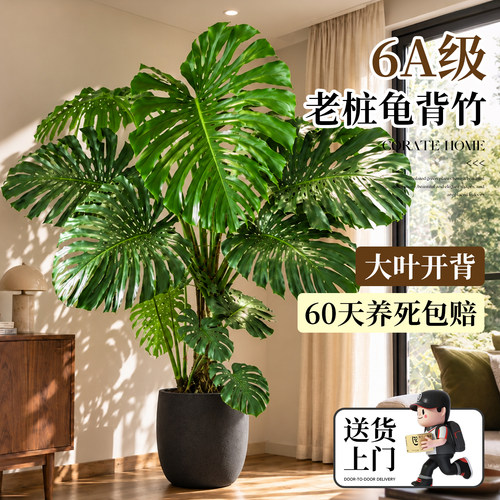 特级提根龟背竹不活包补送货上门