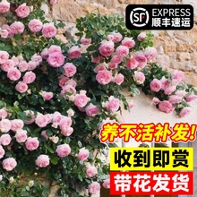 藤本月季花种籽子蔷薇花大苗爬藤四季开花植物阳台墙庭院花卉盆栽