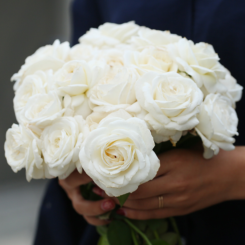 【珍妮莫罗】四季开灌木浓香切花月季花苗玫瑰 庭院阳台盆栽花卉