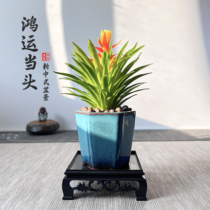 甄选运当头盆栽室内植物新中式桌面摆件凤K梨盆景防辐射电脑宝贝