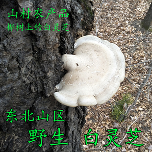东北野生白灵芝 桦剥管菌 野生灵芝 白灵芝 白灵芝 桦树灵芝250克
