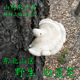 白灵芝 野生灵芝 桦树灵芝250克 桦剥管菌 东北野生白灵芝