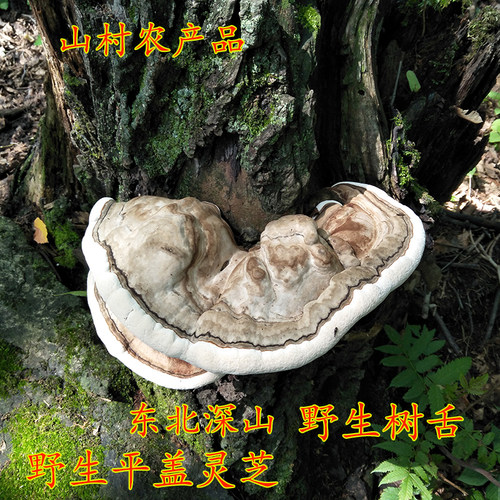 东北野生平盖灵芝 树舌灵芝野生灵芝 野生树舌 野生树舌灵芝250克