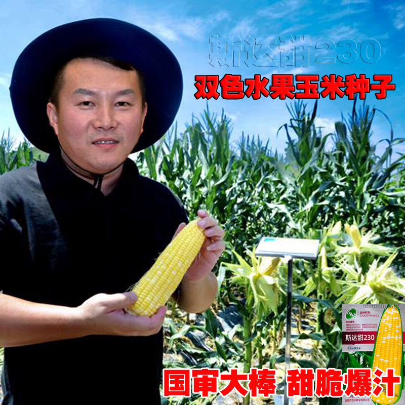 斯达甜230 玉米种子金银色甜家庭园艺种子