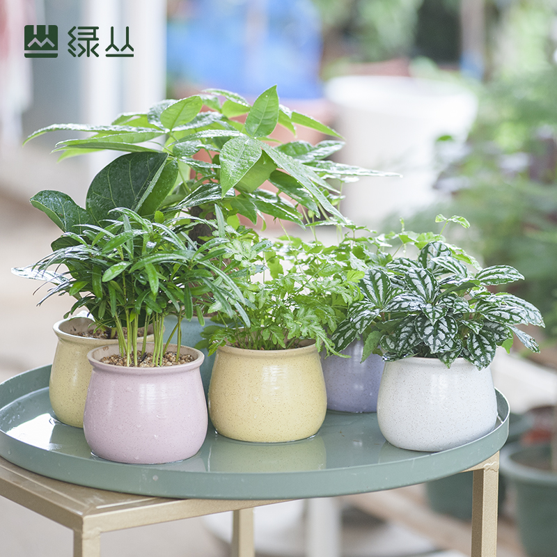 小琴叶榕袖珍椰子2020桌面植物夏季抖音好养办公吧台室内绿植盆栽