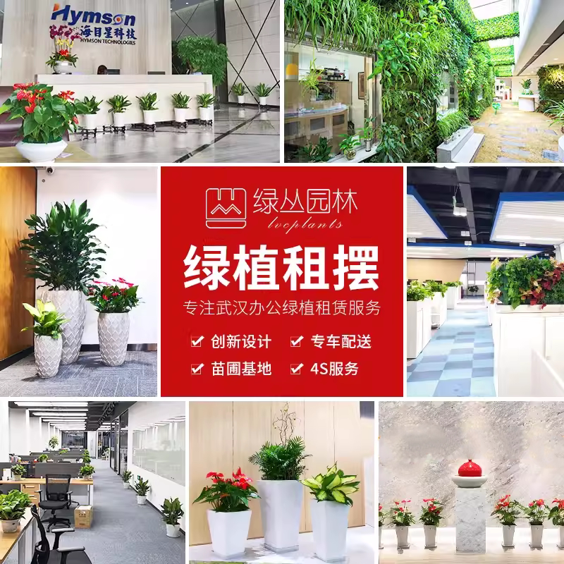 绿植租赁租摆武汉公司养护服务办大型绿植/成品组合盆