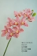 10 Big Cymbidium-Dark Pink