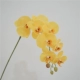 9 Phalaenopsis-Yellow