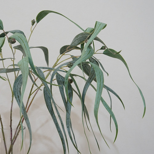 北欧ins仿真植物弯叶桉树叶陈设