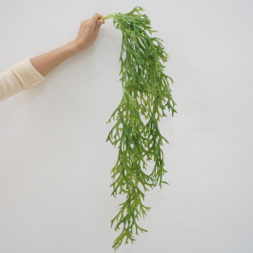 鹿角蕨植物价格 鹿角蕨植物图片 星期三