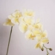 Aurora Phalaenopsis-Light Yellow