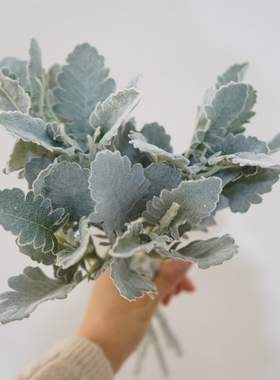 ins灰色仿真植物银叶菊植绒羊角叶家居装饰摆件百搭绿植插花配草