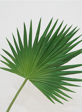 高品质仿真绿植单枝葵叶蒲扇叶家居装饰品插花摆件假树叶摄影道具