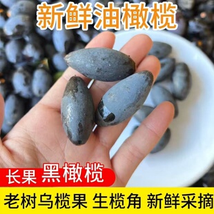 正宗潮汕黑橄榄新鲜乌橄榄油榄车酸榄土榄左尾榄可做榄角现摘精选