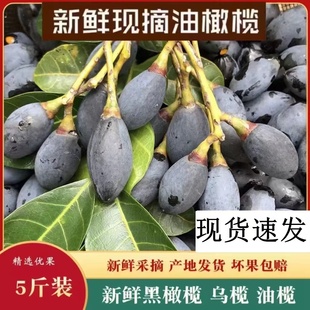 正宗潮汕黑橄榄新鲜乌橄榄油榄香油榄车酸榄左尾榄做榄角现摘精选