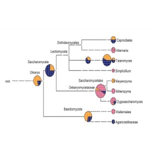 生信分析2 9分整套服务MR孟德尔随机化单细胞测序分析火山图热图