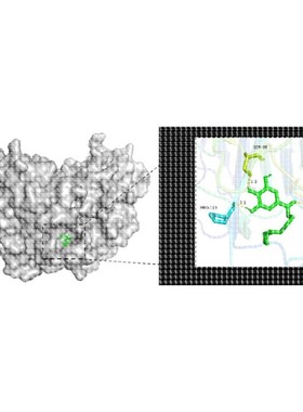 分子对接 分子动力学模拟 Autodock分子对接 PyMOL可视化