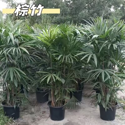 棕竹水培盆栽成都基地批发零售