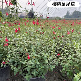 樱桃鼠尾草盆栽大苗林荫萨利芳蓝花鼠尾草花苗庭院多年生花镜植物