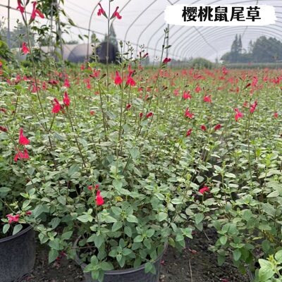 天蓝鼠尾草盆栽耐热多年生庭院