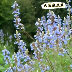 天蓝鼠尾草盆栽 花镜植物 清新淡雅庭院户外阳台多年生植物耐热耐