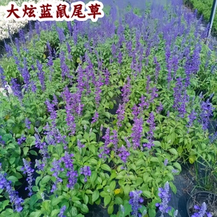 天蓝鼠尾草盆栽墨西哥鼠尾草庭院多年生植物樱桃鼠尾草大炫蓝易活