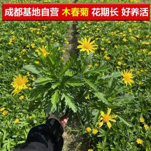 木春菊花卉绿化树苗黄金菊开花多年生老桩茼蒿植物庭院工程苗绿植